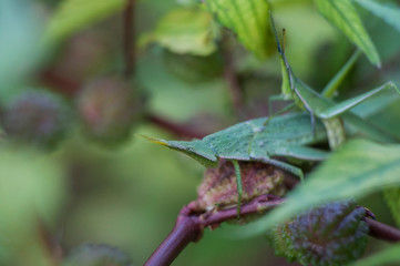 Grasshopper Insect Closeup