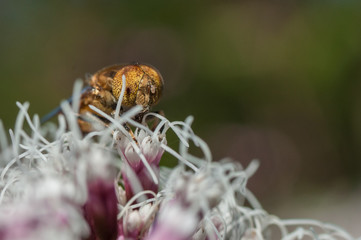 Bee Insect Closeup