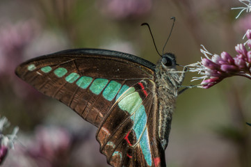Beautiful Butterfly Closeup