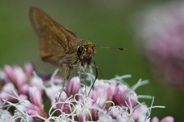butterfly Brown Closeup