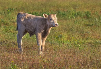 Calf in the meadow. The calf on the river bank grazes. Pets, cows in the pasture. Farm animals in nature.