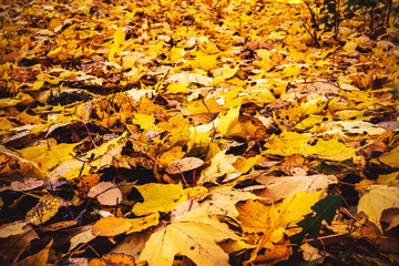 colorful autumn leaves in Finland