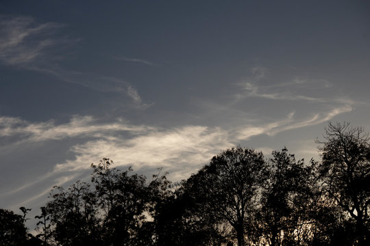 Fototapeta Silhouetted autumn trees at dusk against a cloudy sky