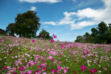 Obraz premium 秋桜