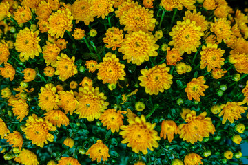 Yellow Chrysanthemums