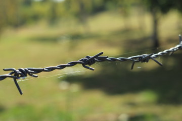 barbed wire on a background of green grass