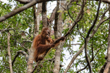 Borneo Orangutan