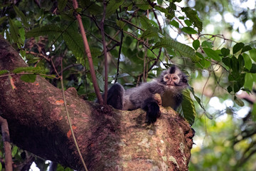 Fototapeta premium Thomas Leaf Monkey