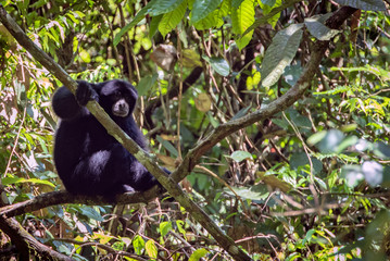 Siamang