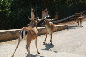 Cervi 