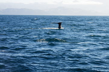 Fototapeta premium Sperm whale tail in Kaikoura, New Zealand