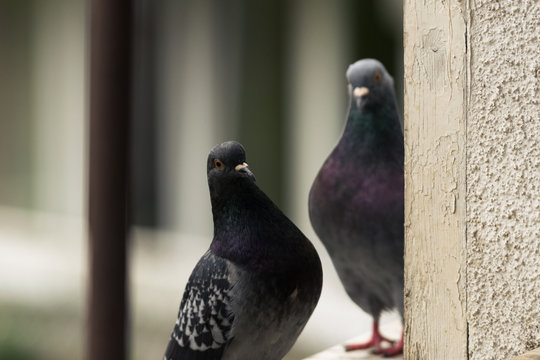 Pigeons in the city.