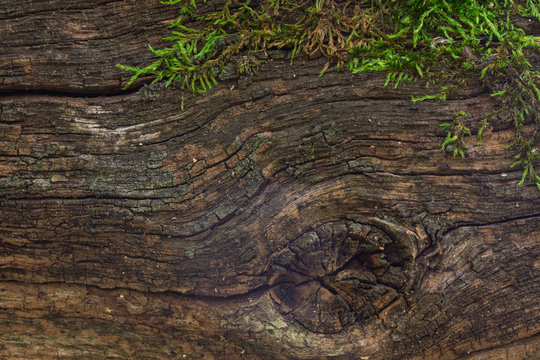texture of old wood log with natural oval pattern and partially covered with bright green moss