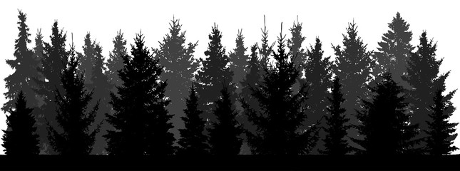 Silhouette of forest (fir trees, spruce) on white background. Vector illustration.