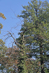 Laubbäume
