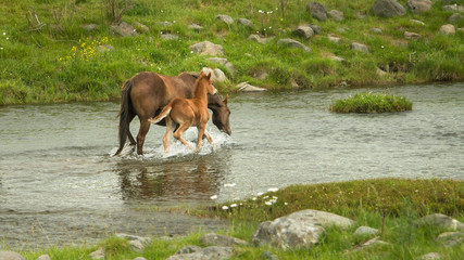 Wild horses mare and foal running across the river in Kaimanawa ranges