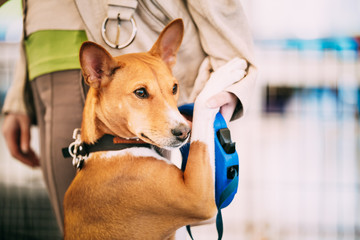 Basenji Dog Hugging With Woman. Funny Pets Hugs. Basenji Kongo T