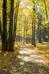 Fototapeta premium Jesienny krajobraz. Droga w jesiennym parku.