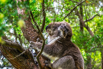 Koala In Tree