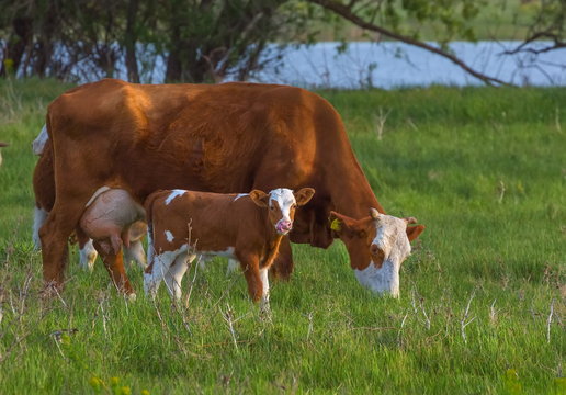 Calf in the meadow with mom. The calf on the river bank grazes with a cow. Pets, cow in pasture.