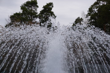 струи фонтана и сосны © santaal