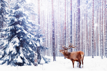 Noble deer in a winter fairy forest. Snowfall. Winter Christmas holiday image. Winter wonderland.