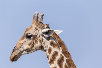 Giraffe - Characterstudie