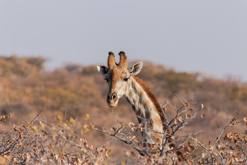 Giraffe im Abendrot