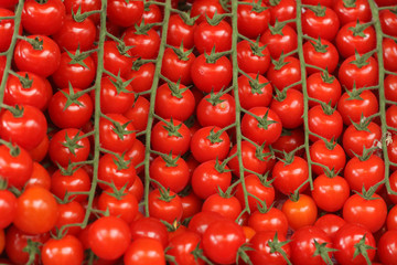 Bright tomatoes cherry