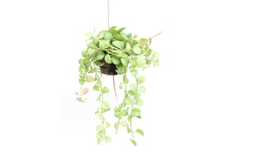 
Green plant hanging isolated on white background
