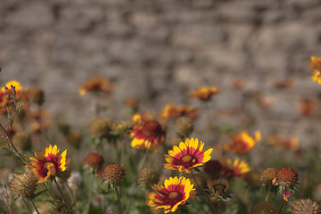 Bright yellow-red flowers on a blurred background of a stone wall