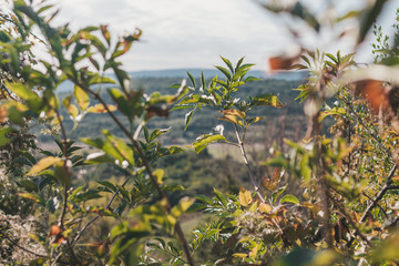 Landscape of Provence through the branches of a tree