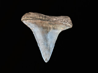 Shark tooth - amulet