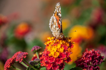 Farfalla