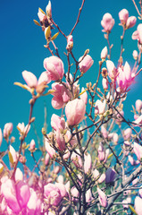 Blooming Magnolia tree in spring