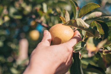 Agricultural farm in the south of France - growing apples