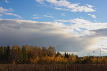 Autumn forest illuminated by the sun