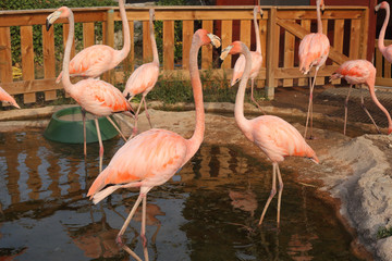 Beautiful pink flamingo