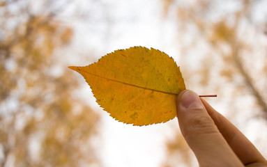 Hand holds yellow autumn leaf on sky background. Autumn time season concept. Composition in park.