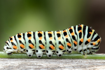 Swallowtail caterpillar on a stick parallel with focal plane