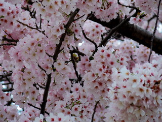 日本の春に満開に咲く桜