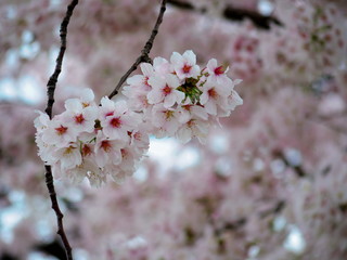 日本の春に満開に咲く桜