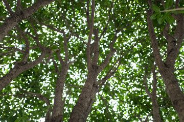 Large Tree with Green Leaves under the Sun