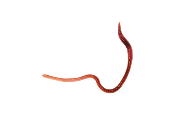 worm on a white background