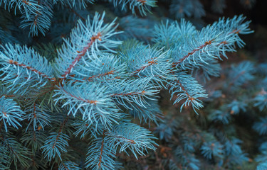 Blue spruce branches on a green background