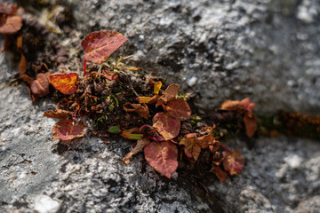 Macro close up Autumn leaves 