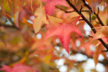 closeup of autumnal maple leaves in a public garden