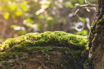 Moos auf Baumstamm