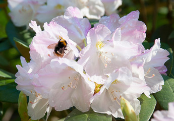 Pink rhododendron flower. Exotic flower.