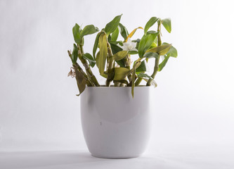Green flower in white pot